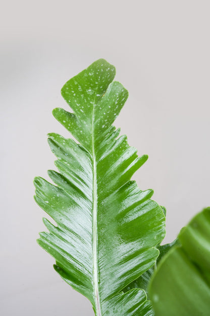 Bird Nest Fern - Asplenium Nidus