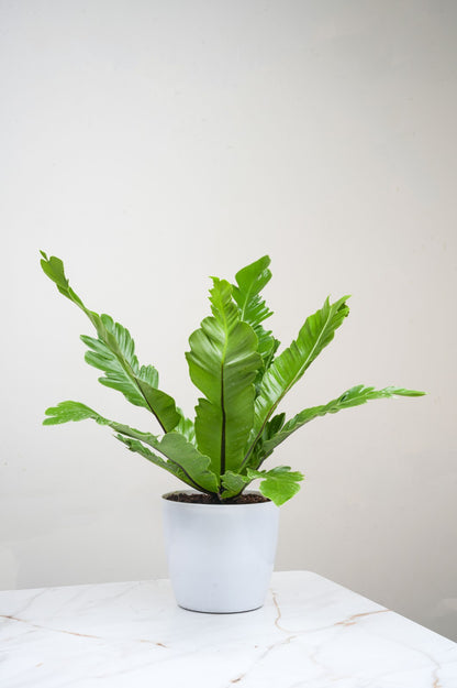 Bird Nest Fern - Asplenium Nidus