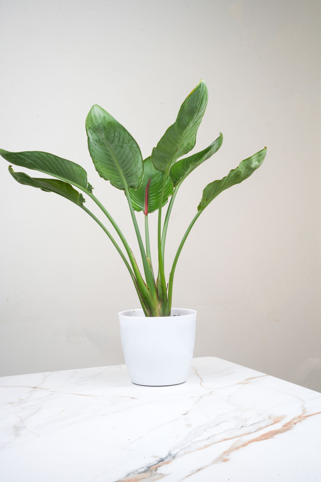 Bird of Paradise - Strelitzia reginae