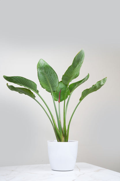 Bird of Paradise - Strelitzia reginae