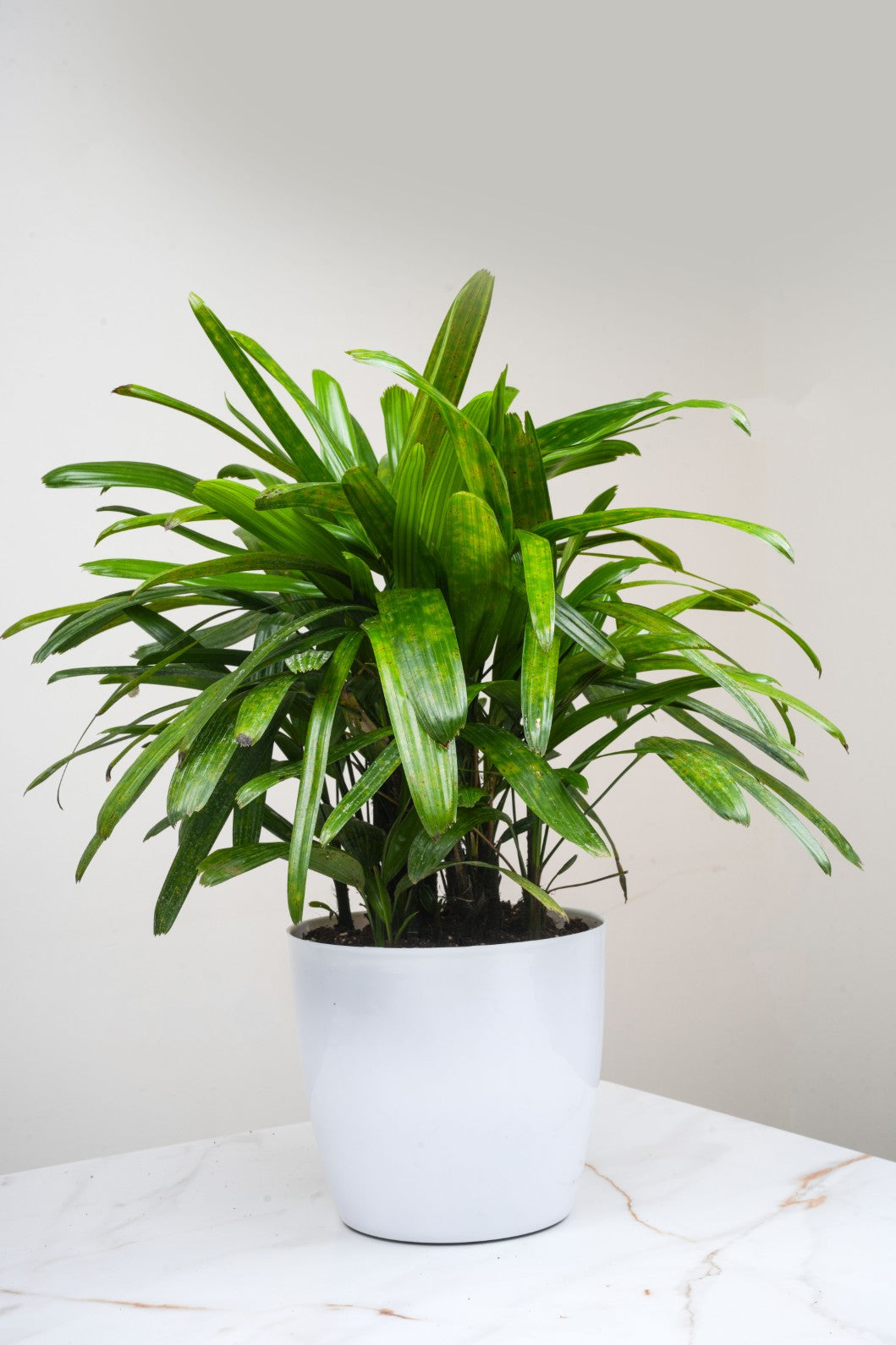 Broadleaf Lady Palm -Rhapis excelsa