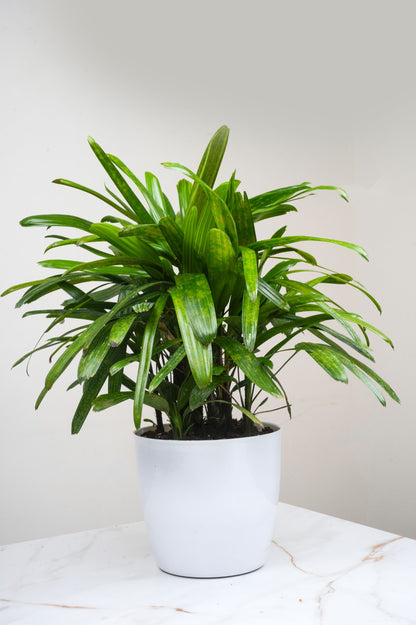 Broadleaf Lady Palm -Rhapis excelsa