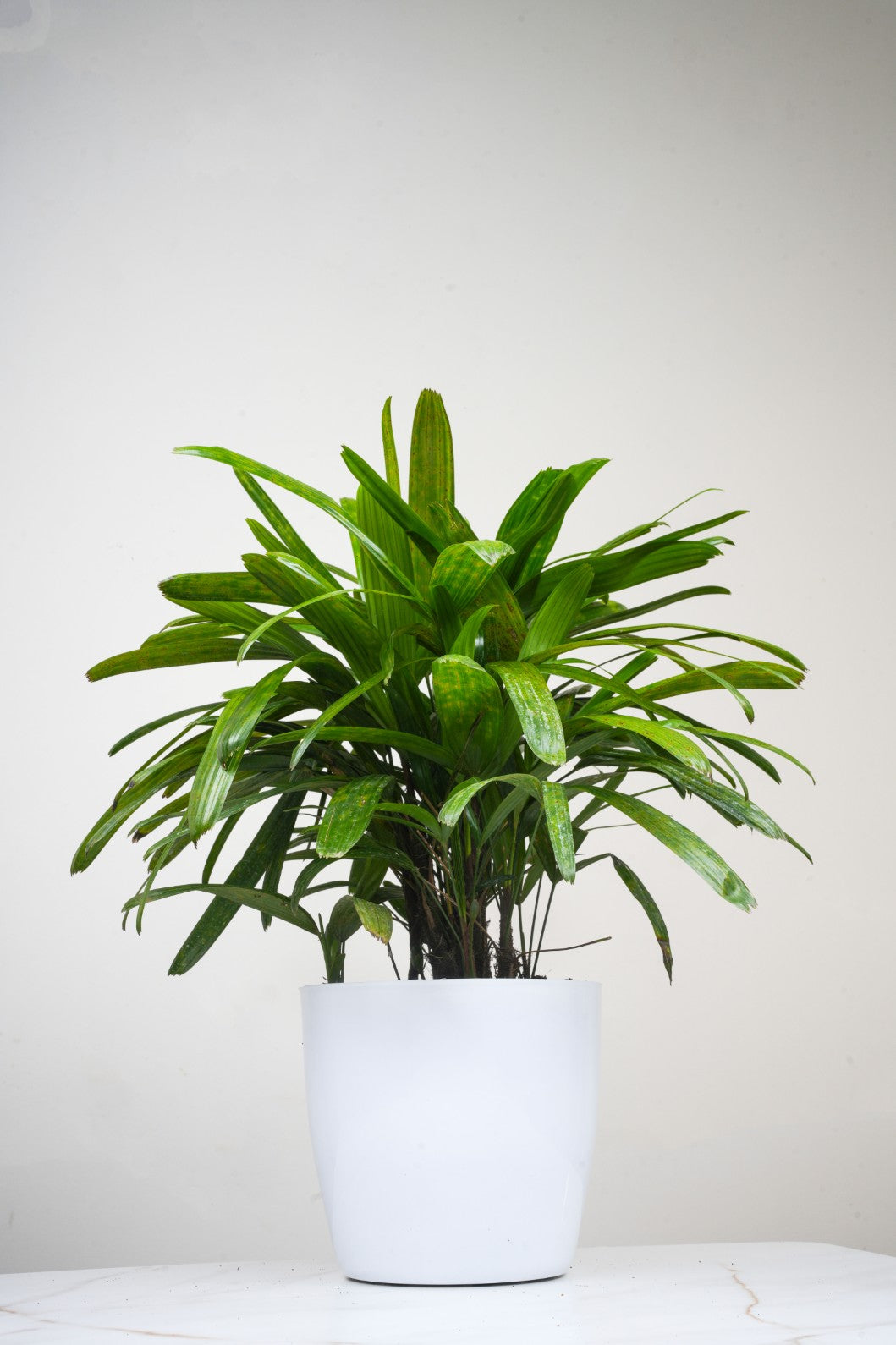 Broadleaf Lady Palm -Rhapis excelsa