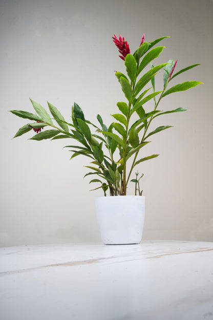 Red ginger Lily -Alpinia purpurata