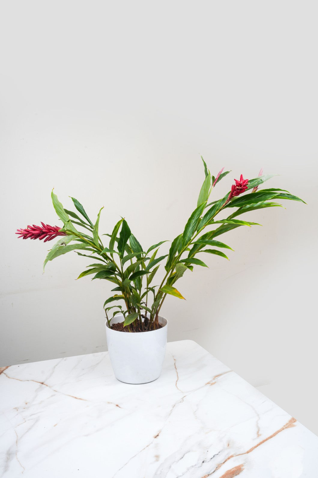 Red ginger Lily -Alpinia purpurata