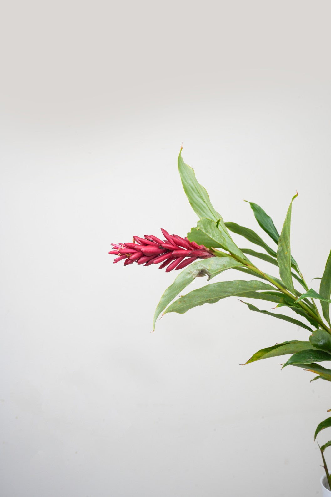 Red ginger Lily -Alpinia purpurata