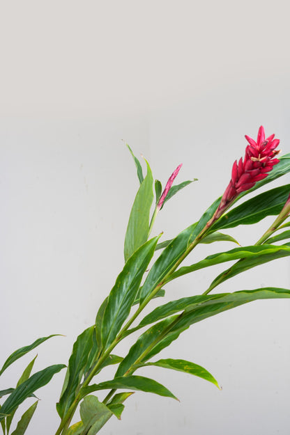 Red ginger Lily -Alpinia purpurata