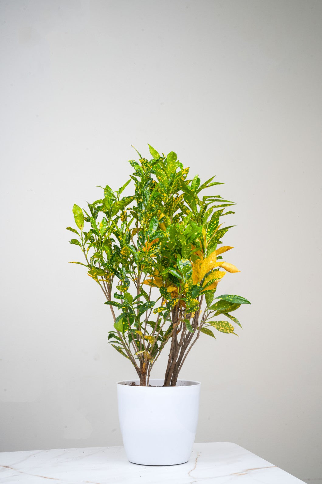 Lemon Grass - Codiaeum Variegated