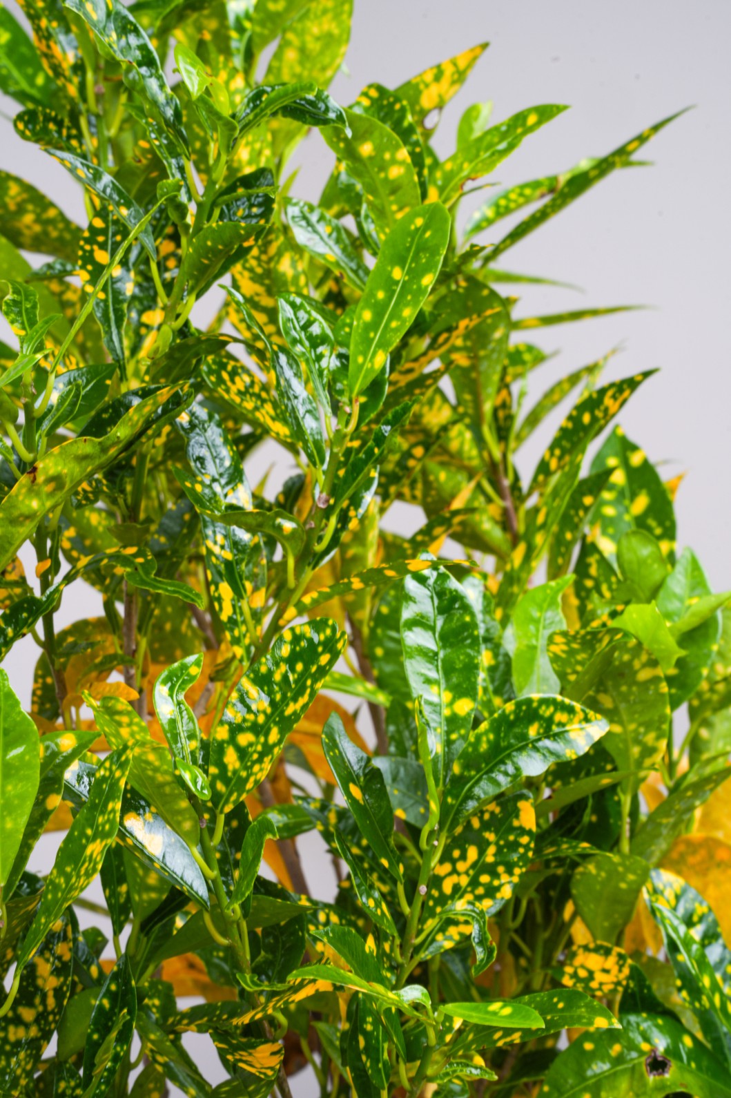 Lemon Grass - Codiaeum Variegated