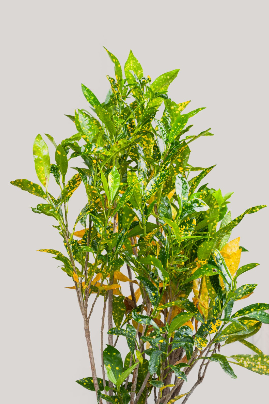 Lemon Grass - Codiaeum Variegated