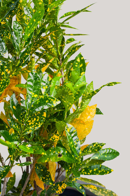 Lemon Grass - Codiaeum Variegated