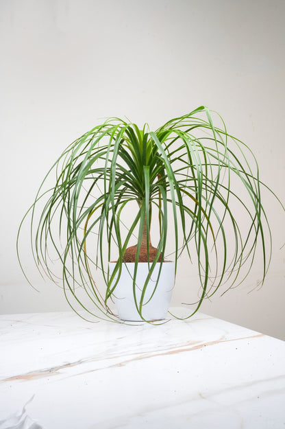Ponytaile Palm - Beaucarnea recurvate
