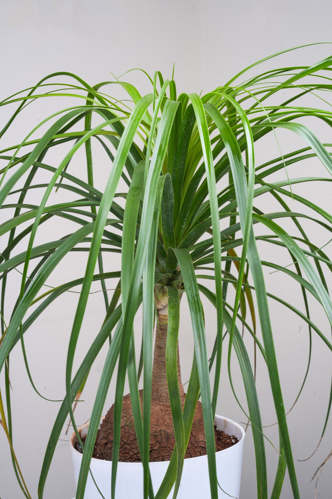 Ponytaile Palm - Beaucarnea recurvate