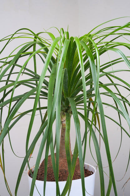 Ponytaile Palm - Beaucarnea recurvate
