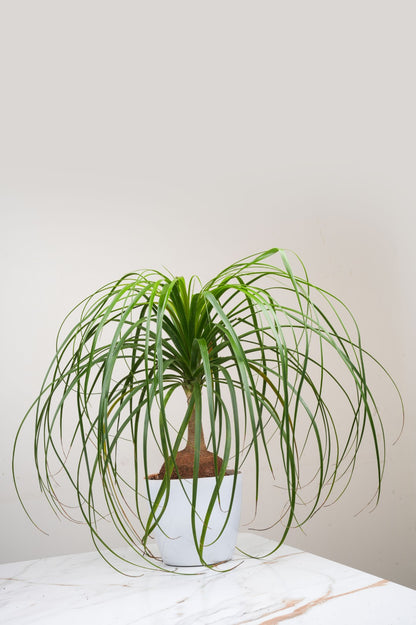Ponytaile Palm - Beaucarnea recurvate
