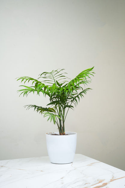 Chamaedorea Elegans- Parlour Palm