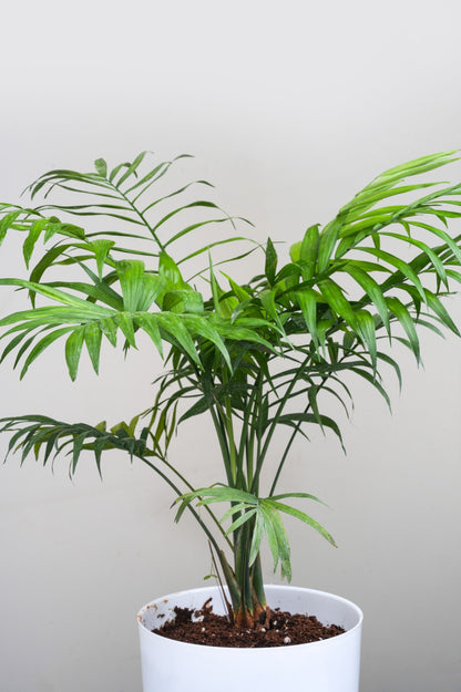 Chamaedorea Elegans- Parlour Palm