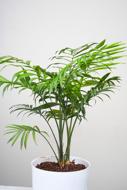 Chamaedorea Elegans- Parlour Palm