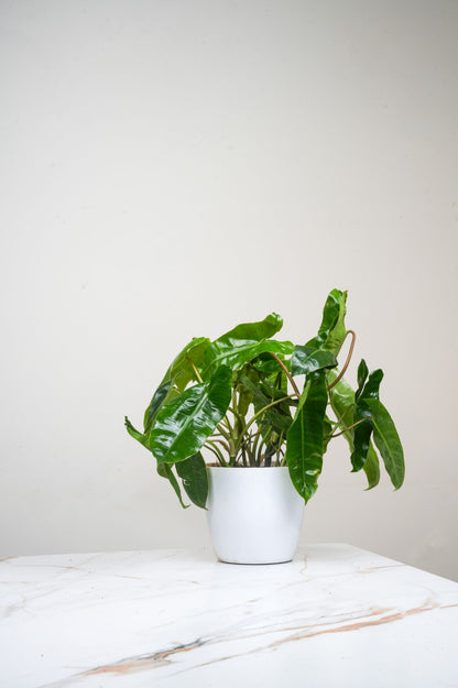 Philodendron Bipinnatifidum- Kerala Hybrid