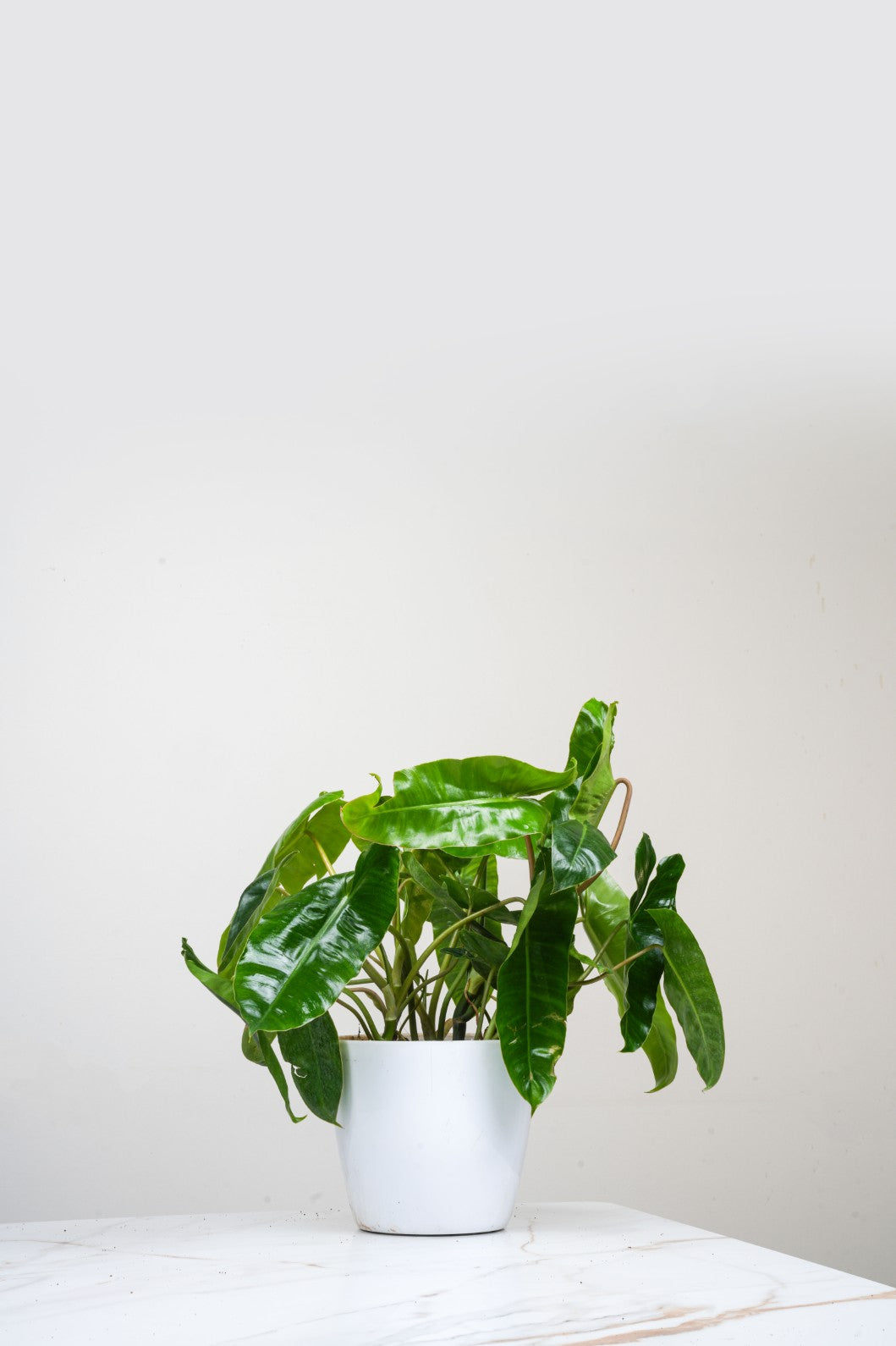 Philodendron Bipinnatifidum- Kerala Hybrid