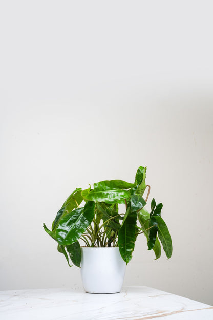 Philodendron Bipinnatifidum- Kerala Hybrid