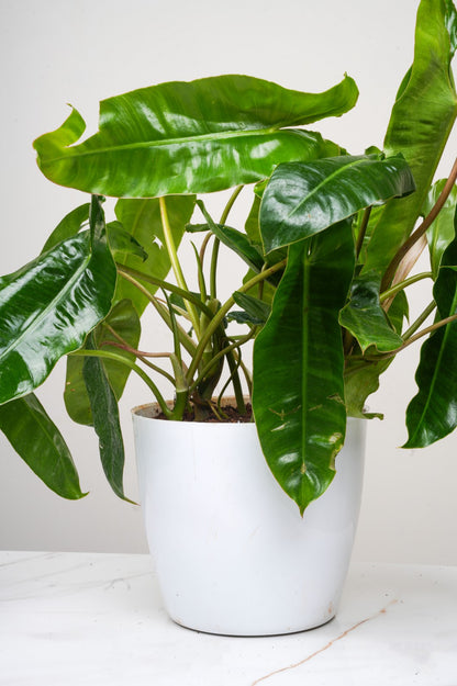 Philodendron Bipinnatifidum- Kerala Hybrid