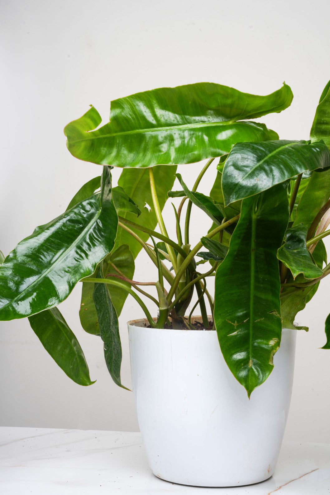 Philodendron Bipinnatifidum- Kerala Hybrid