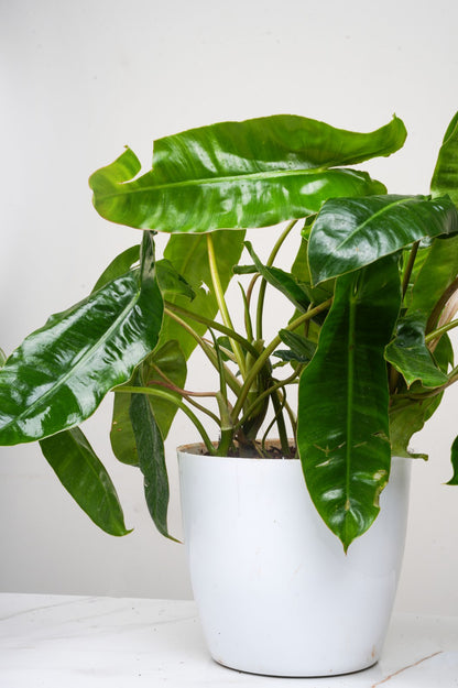 Philodendron Bipinnatifidum- Kerala Hybrid