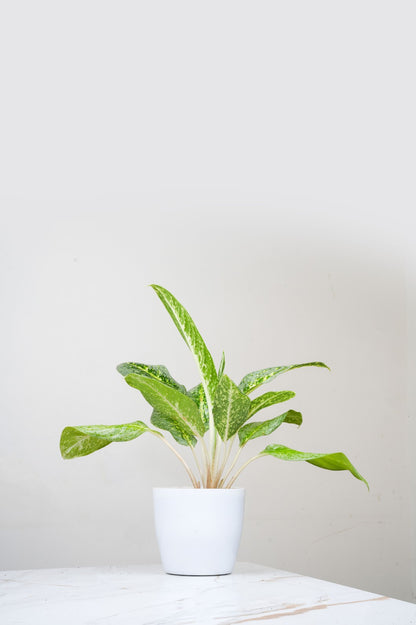 Aglomema Emerald Bay