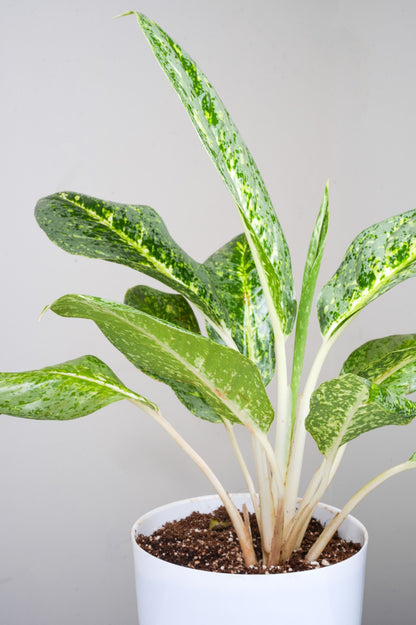 Aglomema Emerald Bay