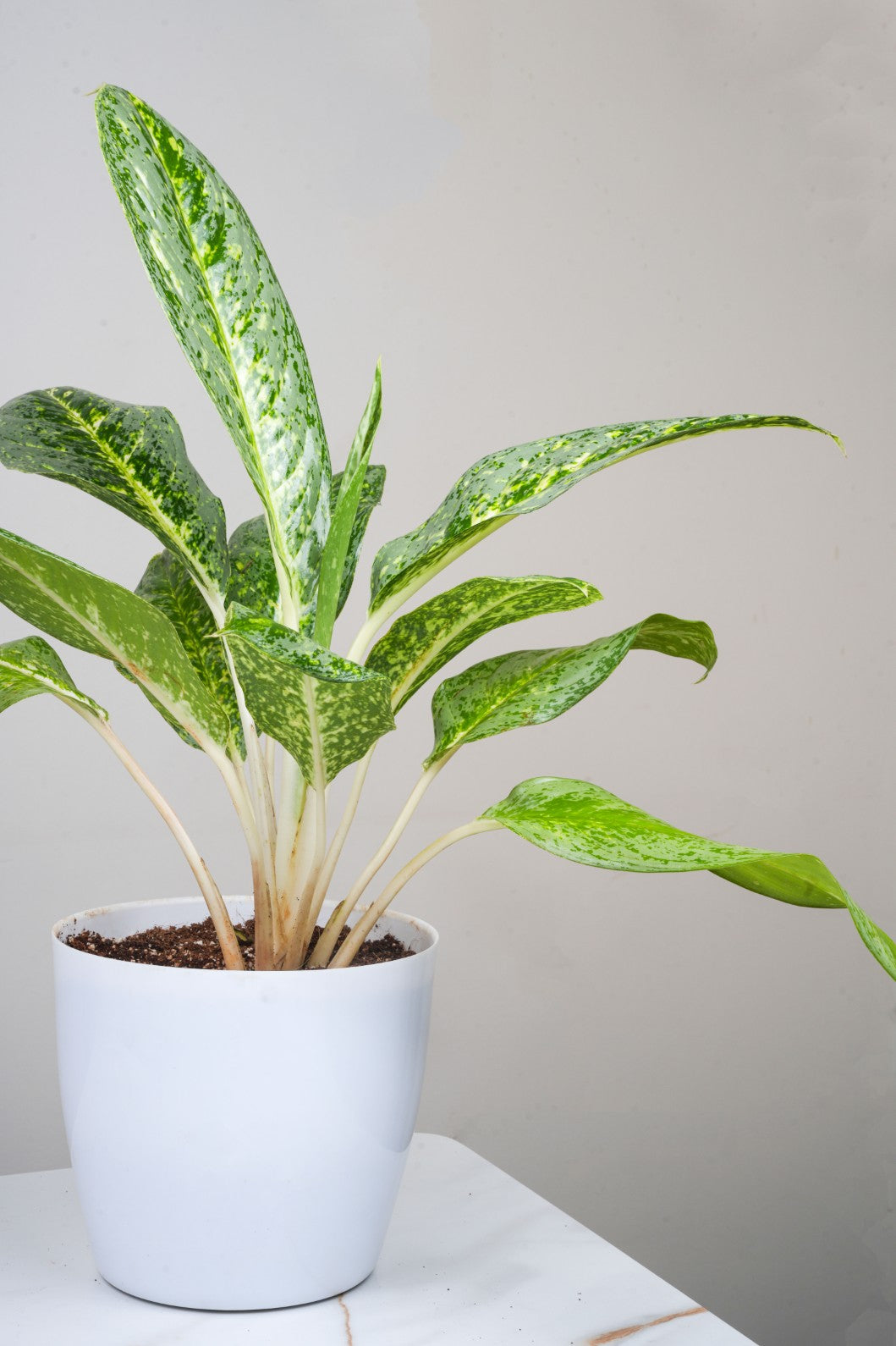 Aglomema Emerald Bay