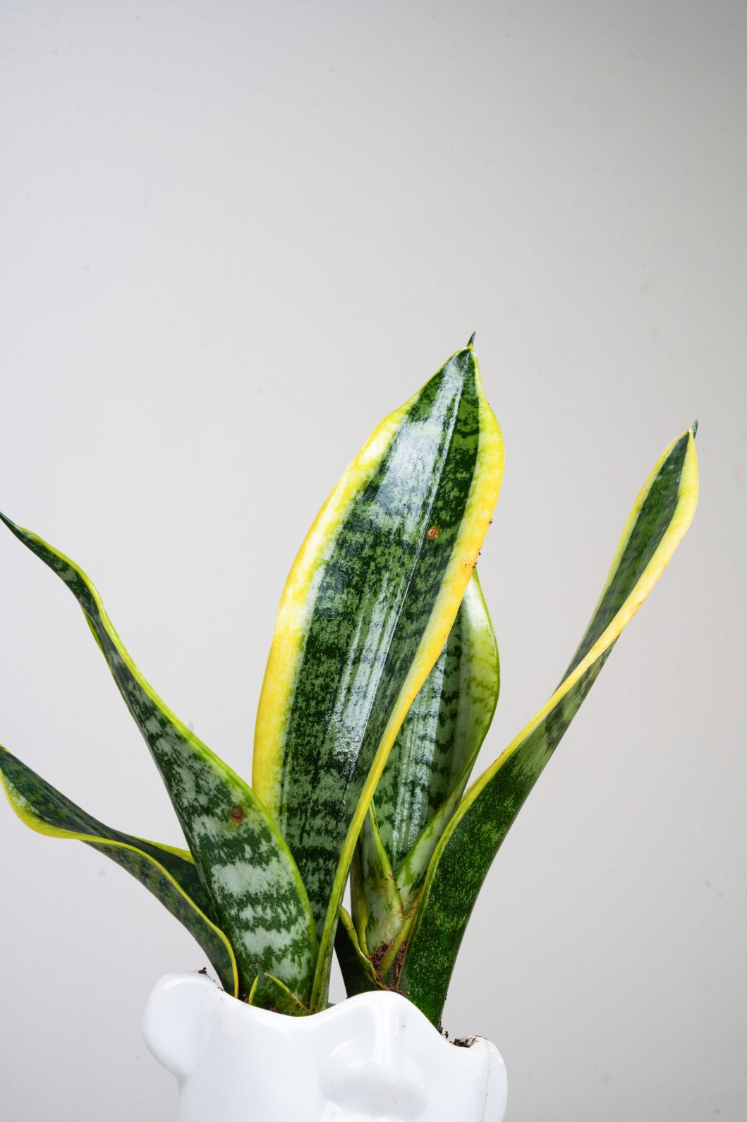 Ceramic pot with- snake plant senseveria