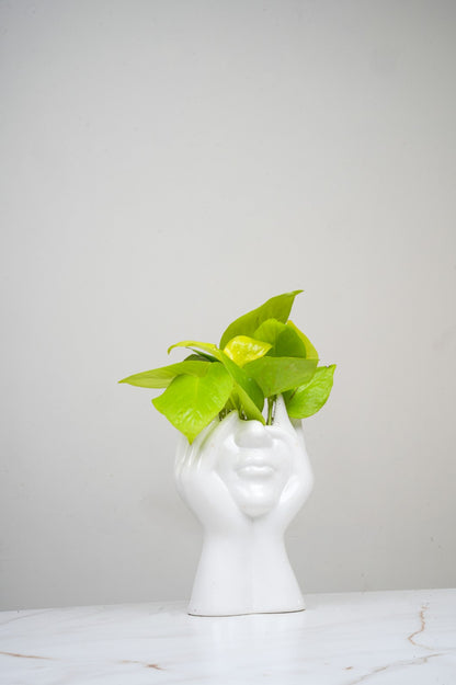 Ceramic Pot With - Money Plant