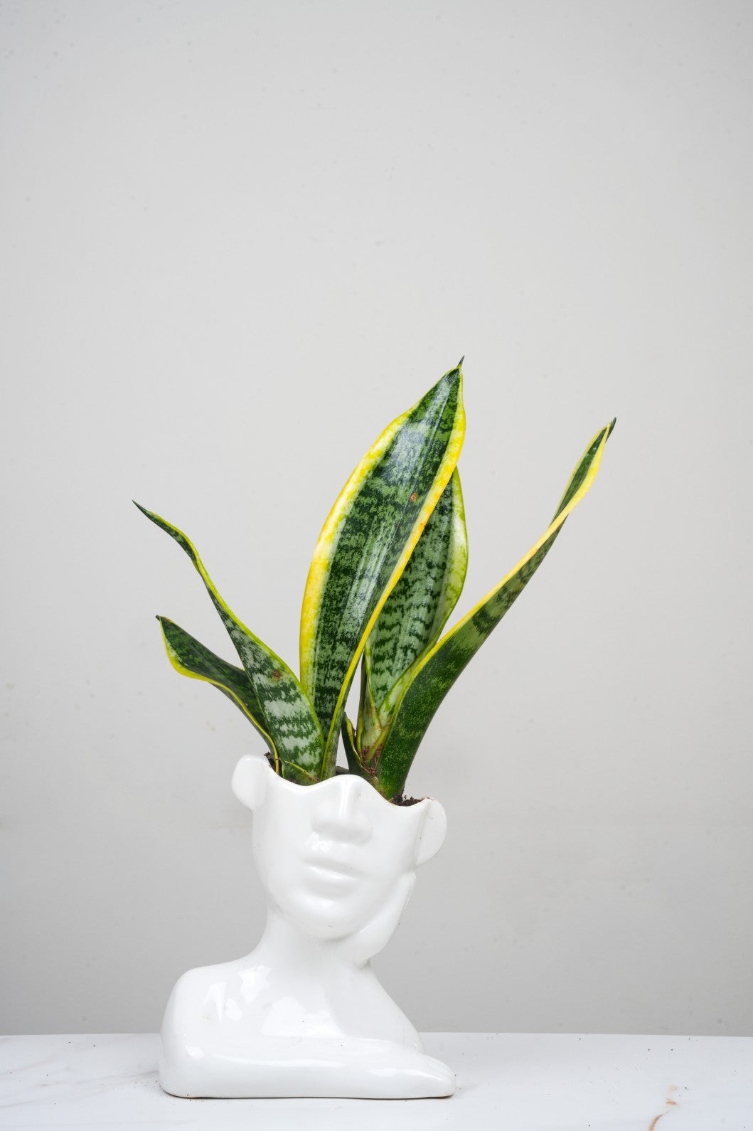 Ceramic pot with- snake plant senseveria