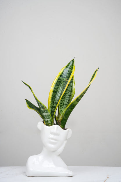 Ceramic pot with- snake plant senseveria