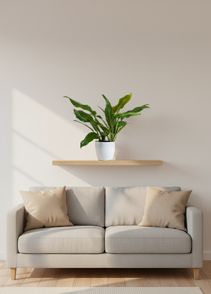 Philodendron Green Imperial- Philodendron Erubescens