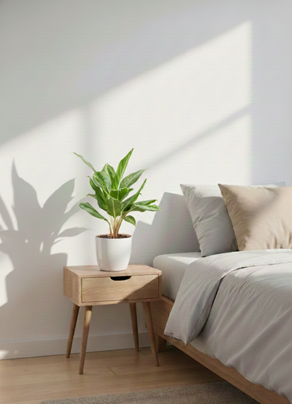 Aglomea Silver Queen  - Chinnese Silver Queen