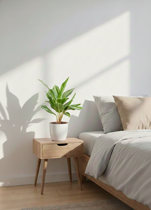 Aglomea Silver Queen  - Chinnese Silver Queen