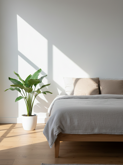 Bird of Paradise - Strelitzia reginae