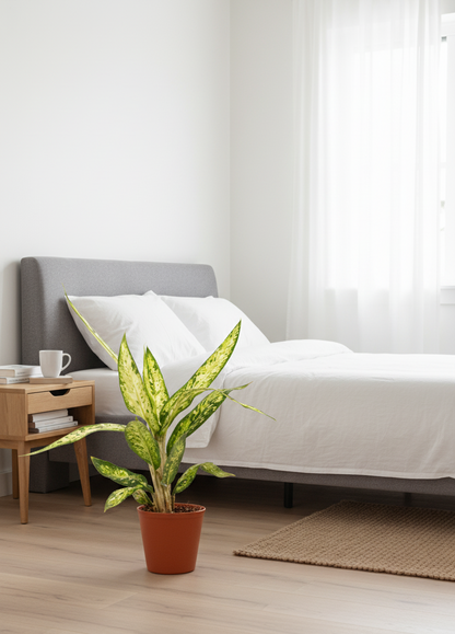 Dieffenbachia  Sublime