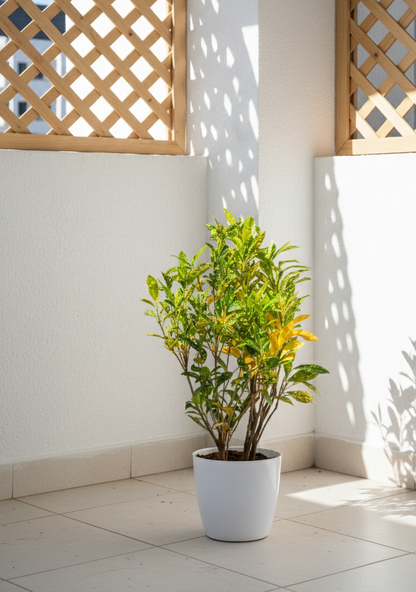 Lemon Grass - Codiaeum Variegated