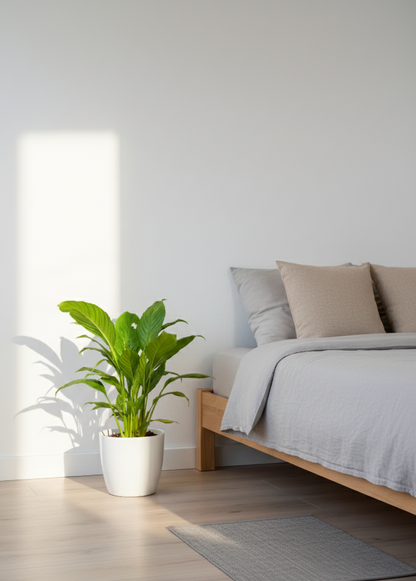 Peace Lily - Spathiphyllum.