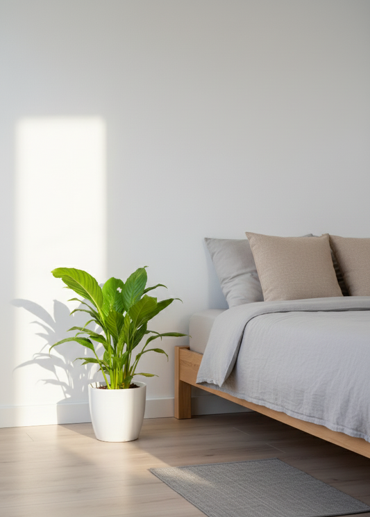 Peace Lily - Spathiphyllum.