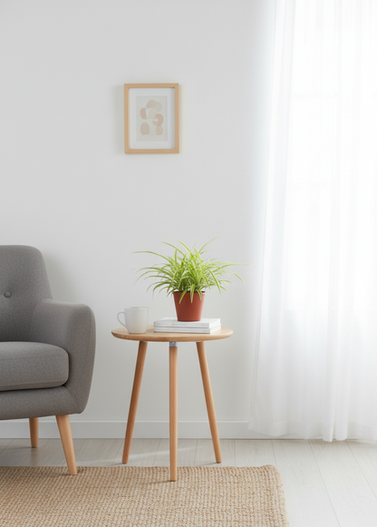 Chlorophytum Spider Plant