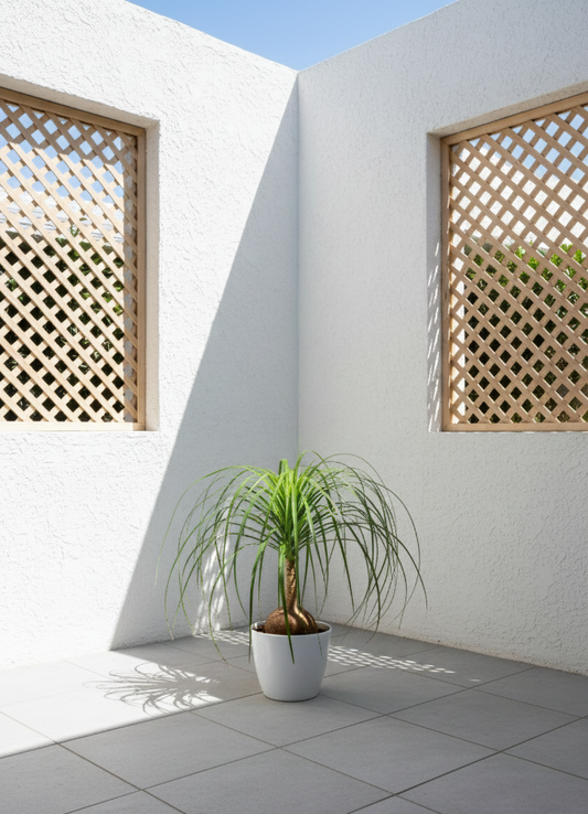 Ponytaile Palm - Beaucarnea recurvate