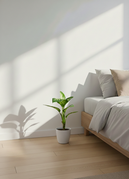 Diffenberchia - Dumb Cane