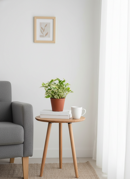 Money Plant Variegated - Scindapsis