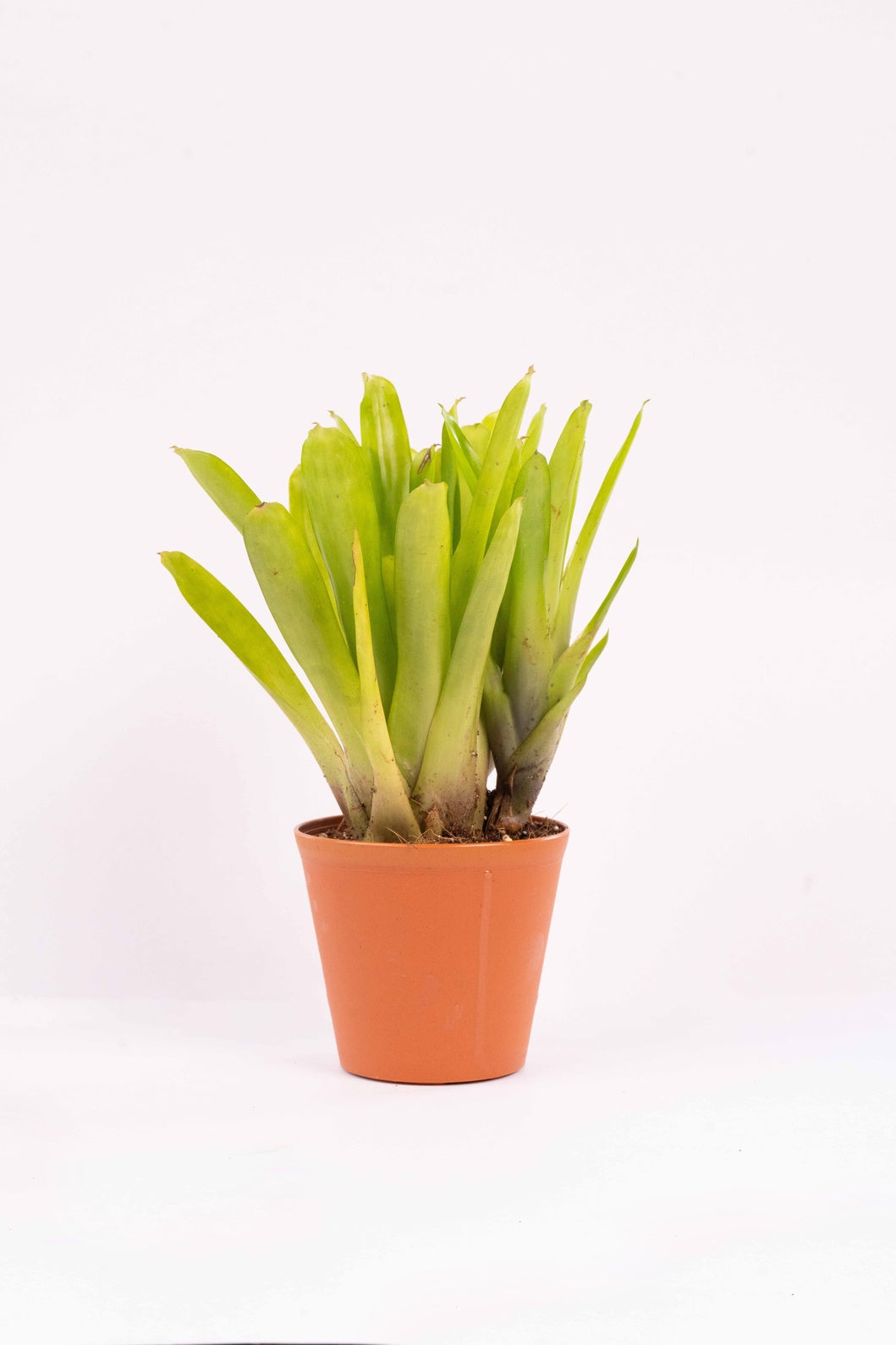 Matchstick Bromeliad-Aechmea Gamosepala
