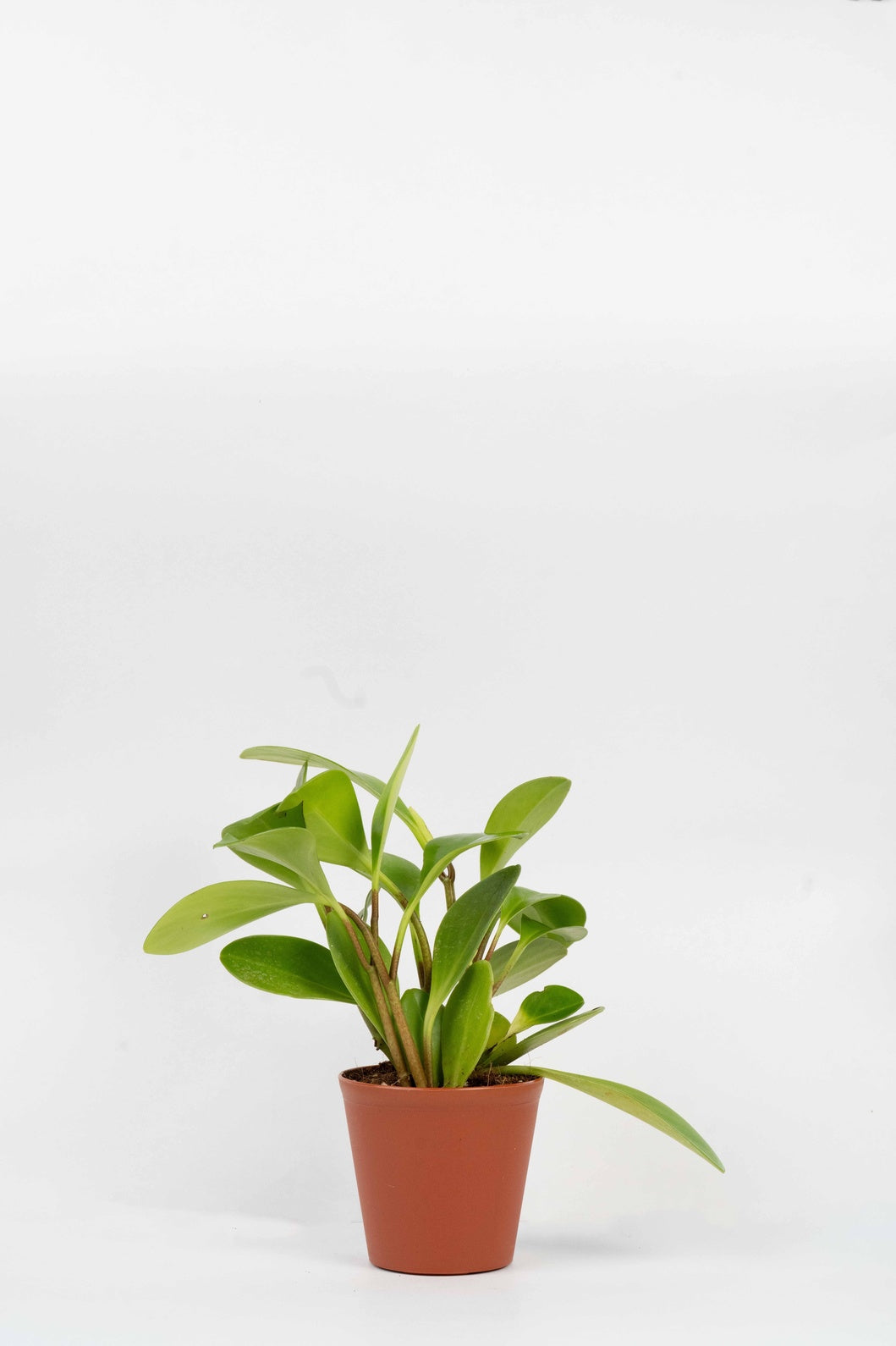 Peperomia Obtusifolia