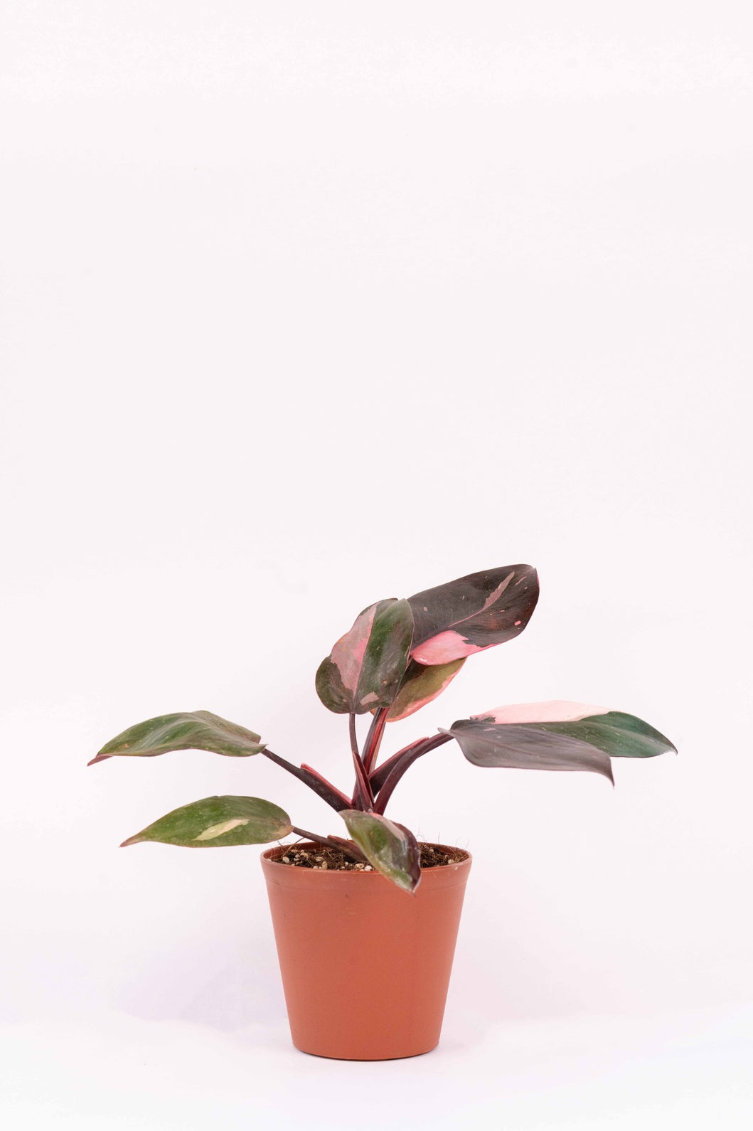 Philodendron - Pink Princes